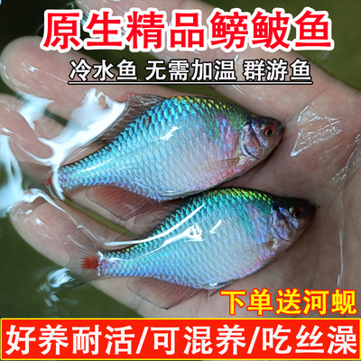 好养冷水七彩鳑鲏鱼原生不加温