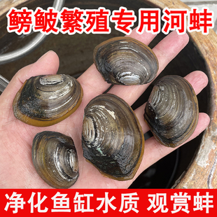 【鳑鲏繁殖专用】净化水质活体河蚌鱼缸淡水鲜活黄金宠物观赏水族