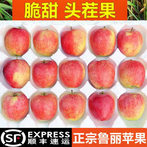 顺丰！鲁丽小苹果！2026新果！