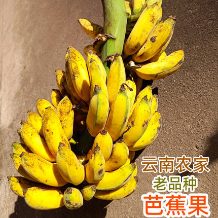 云南老品种野放芭蕉果软糯香甜生态越熟越好吃农家直销正宗