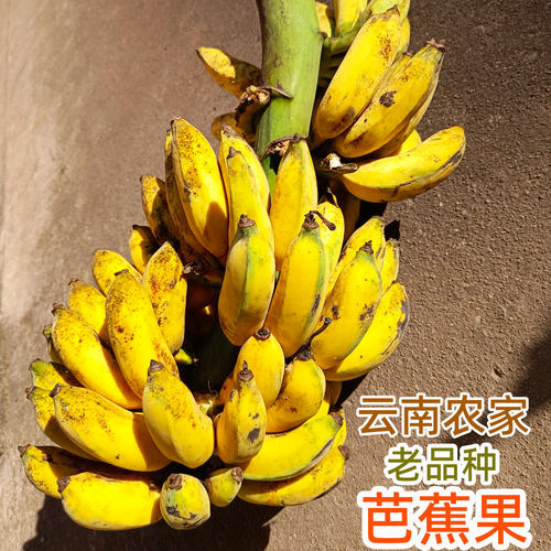 云南老品种野放芭蕉果软糯香甜生态越熟越好吃农家直销正宗