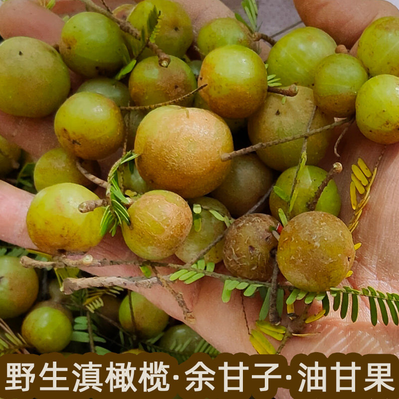 云南野生滇橄榄也叫余甘子或油甘果应季鲜果生吃煲汤煮水泡酒