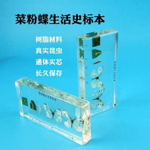 儿童认知科普教学昆虫标本菜粉蝶变化树脂包埋琥珀梦天才幼儿教具