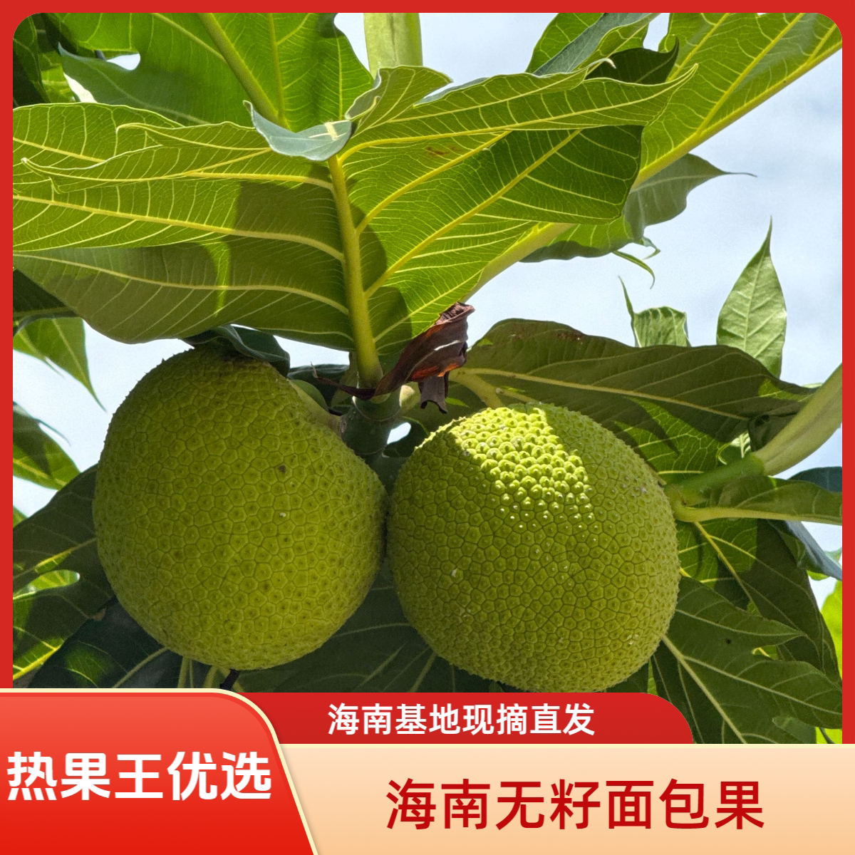 海南无籽面包果基地现摘直发