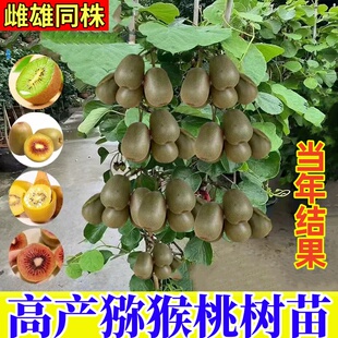 猕猴桃树果苗红心软枣猕猴桃苗徐香嫁接南北方种植庭院水果树果苗