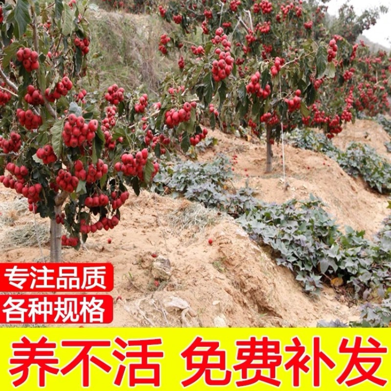 山楂苗嫁接苗大五棱山楂树苗南方北方种植庭院盆栽地栽果树苗金星
