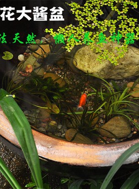 土陶盆盆粗陶大盆子花盆莲花盆手工水景缸陶缸面盆晒酱复古