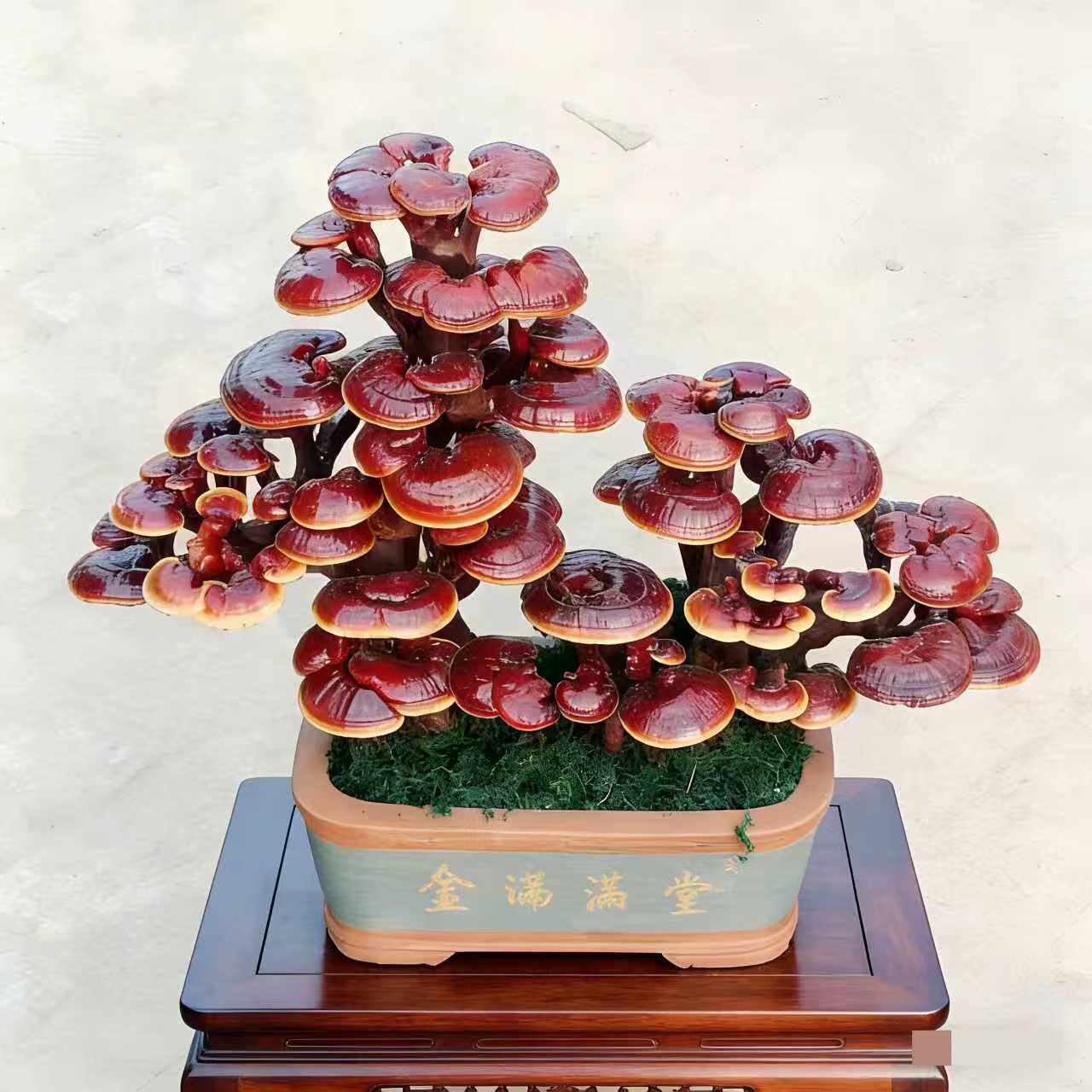 灵芝盆栽灵芝盆景灵芝摆件室内盆景开业礼品送礼佳品大型摆件