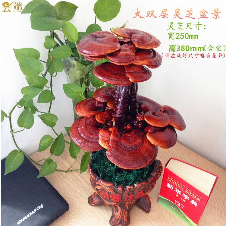 灵芝盆景招财风水摆件办公室老板桌装饰工艺品公司店铺开业礼品_虎窝淘