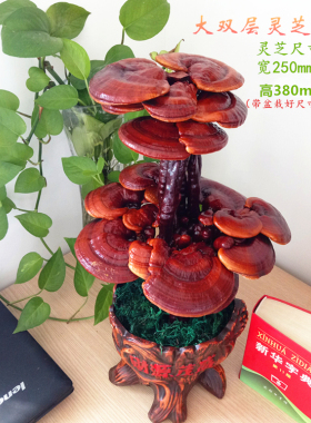 灵芝盆景招财风水办公室开业礼品