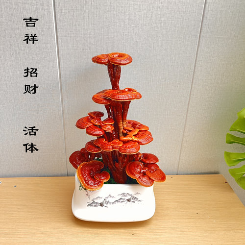 活体灵芝灵芝盆栽灵芝盆景