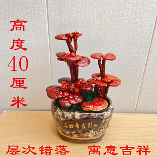 灵芝盆栽真灵芝盆景活体灵芝摆件办公室桌面绿植招财摆件风水摆件