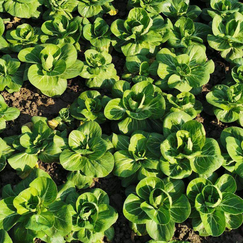 南京八卦洲农家自种矮脚黄下霜甜糯青菜嫩小白菜一份4斤全国包邮,水产肉类/新鲜蔬果/熟食,其它,淘宝优惠券,粉丝福利购,淘宝优惠卷