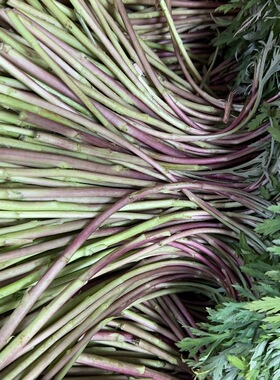 新鲜带部分叶红芦蒿现摘野生新鲜芦蒿黎蒿泥蒿藜蒿蒿子南京野蔬菜