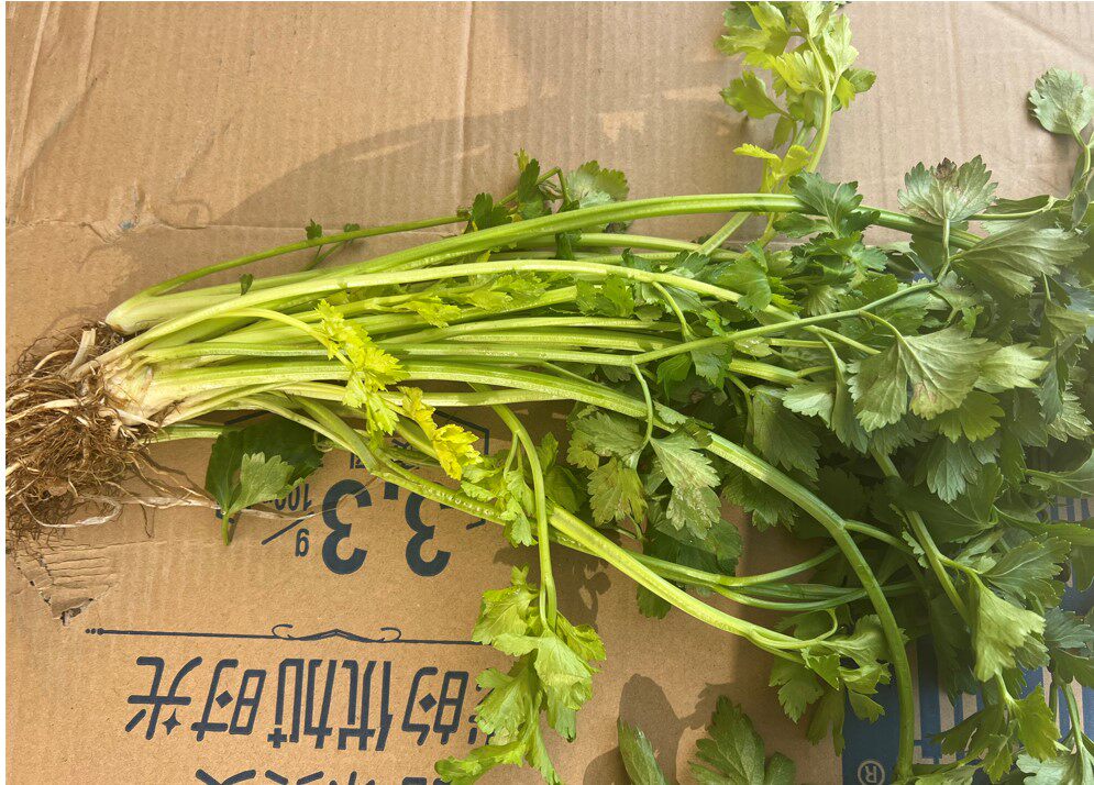 农家自种小香芹空心芹嫩芹菜实拍一斤新鲜蔬菜实拍坏包