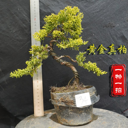 原生日本黄金柏真柏金羽桧造型小型微型一物一拍盆景室内阳台绿植