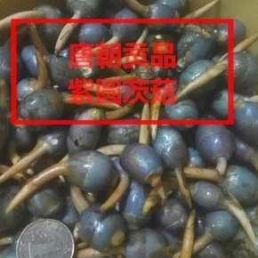 扬州宝应紫圆小茨菇现挖