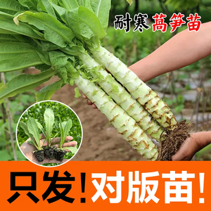 莴笋苗莴苣苗蔬菜苗秧苗西蓝花芹菜苗甘兰大白菜生菜苗秋冬耐寒菜