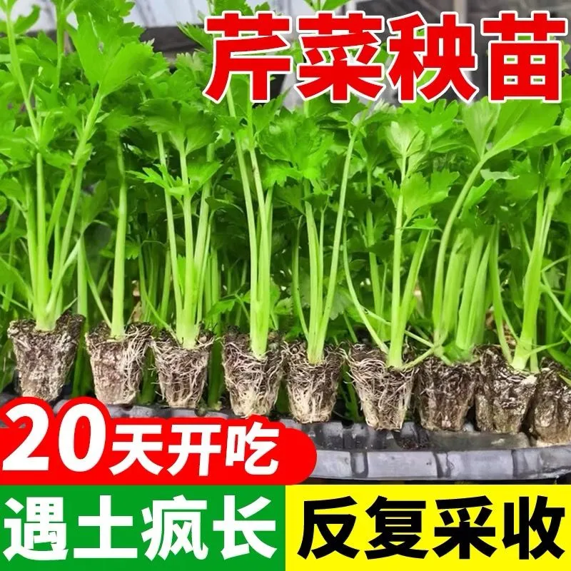 芹菜秧苗长势快味道好多茬采收