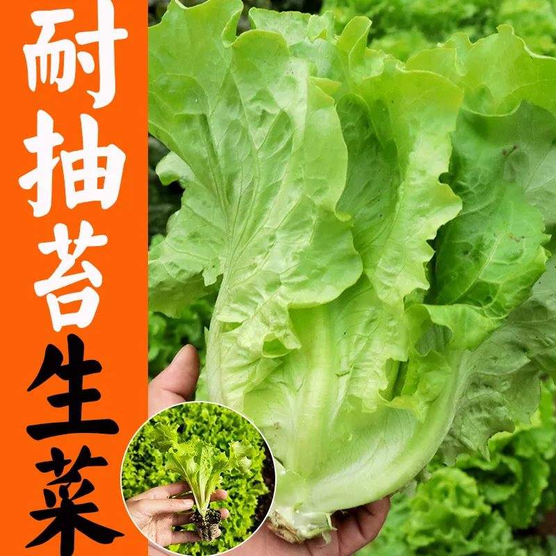 耐抽苔生菜长势快口感好多次采收