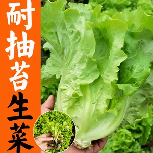 四季奶油生菜意大利生菜苗种子速生蔬菜苗带根带土发货阳台盆栽苗