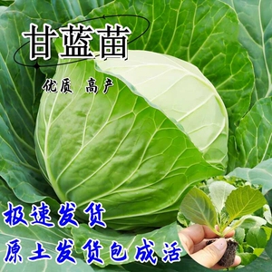 绿甘蓝苗包心菜苗紫甘蓝牛心甘蓝苗花菜西蓝花菜苗秋冬耐寒蔬菜苗