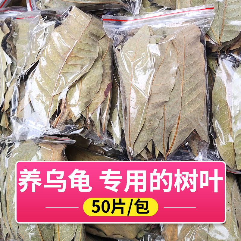 乌龟专用龙眼叶养龟免煮叶子用品大全神器防腐皮南美缸躲避叶树叶