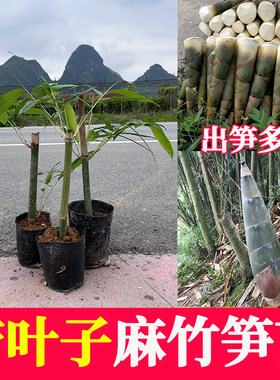麻竹笋苗大头竹种麻竹苗竹子苗竹笋苗带土食用竹笋种植苗
