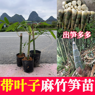 麻竹笋苗大头竹种麻竹苗竹子苗竹笋苗带土食用竹笋种植苗