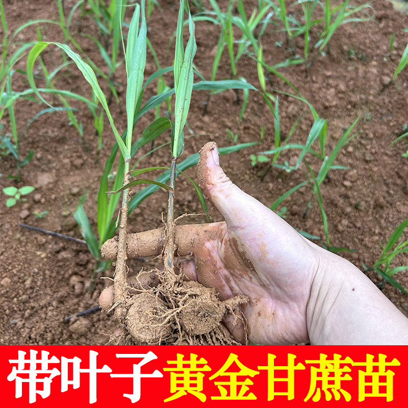 正宗广西水果黑皮甘蔗黄皮甘蔗种苗高产黄金甘蔗种子种植苗籽优良