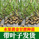 正宗廣西水果黑皮甘蔗黃皮甘蔗種苗高產(chǎn)黃金甘蔗種子種植苗籽優(yōu)良