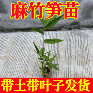 麻竹笋苗大头竹种麻竹苗竹子苗竹笋苗带土食用竹笋种植苗