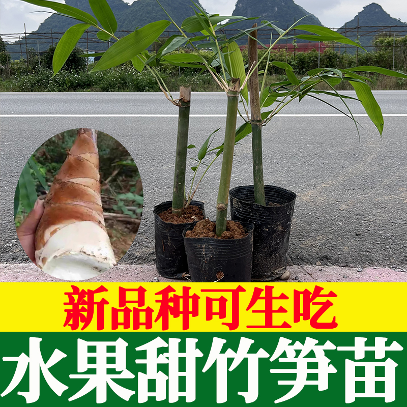 【新品种】可生吃的水果甜竹笋苗