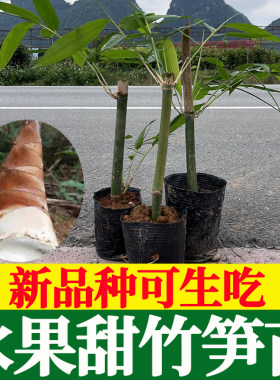 【新品种】可生吃的水果甜竹笋苗