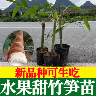水果甜竹笋带土叶子麻竹笋苗大头竹种子竹子苗竹笋食用竹笋种植苗