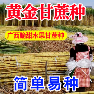 正宗广西水果黑皮甘蔗黄皮甘蔗种苗高产黄金甘蔗种子种植苗籽优良