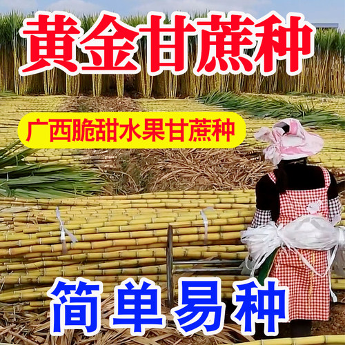 正宗黑皮黄金甘蔗尾巴种苗3-5芽