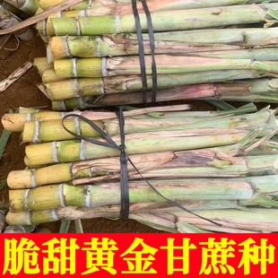 正宗广西水果黑皮甘蔗黄皮甘蔗种苗高产黄金甘蔗种子种植苗籽优良