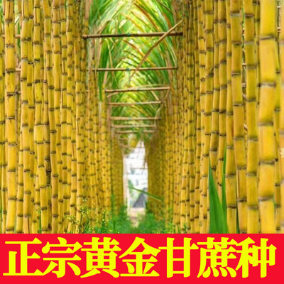正宗广西水果黑皮甘蔗黄皮甘蔗种苗高产黄金甘蔗种子种植苗籽优良