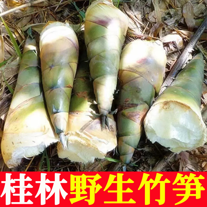 广西桂林现挖新鲜竹笋带壳大头竹笋黄竹笋夏笋野生可腌酸笋嫩笋尖