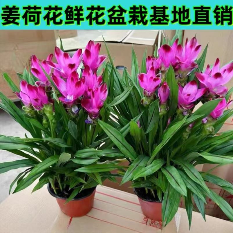姜荷花盆栽室内外客厅四季开花植物多年生好养活耐寒耐热绿植花卉