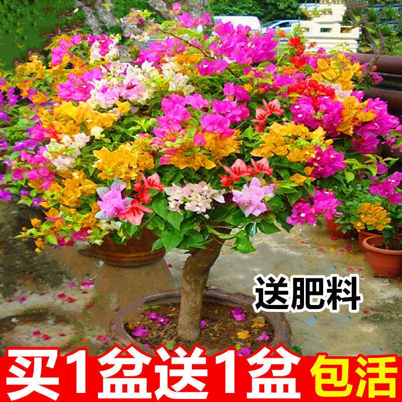 带花盆栽三角梅四季开花