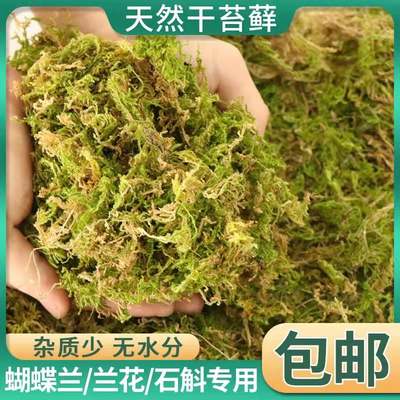 兰花苗装饰育种植木嫁接