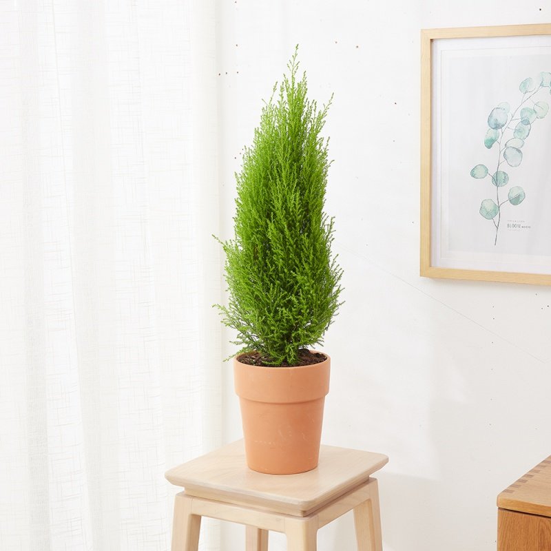 香冠小香松柏盆栽植物圣诞树常青耐寒绿植办公室室内香柏带香味