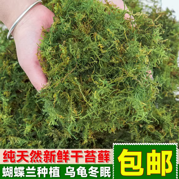 蝴蝶兰水苔兰花专用土干苔藓智利营养土青苔植物种植育苗乌龟冬眠-封面