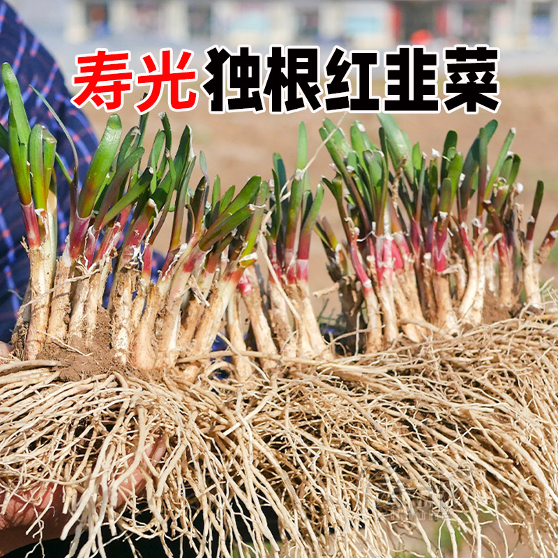 山东红根韭菜苔苗紫马莲专