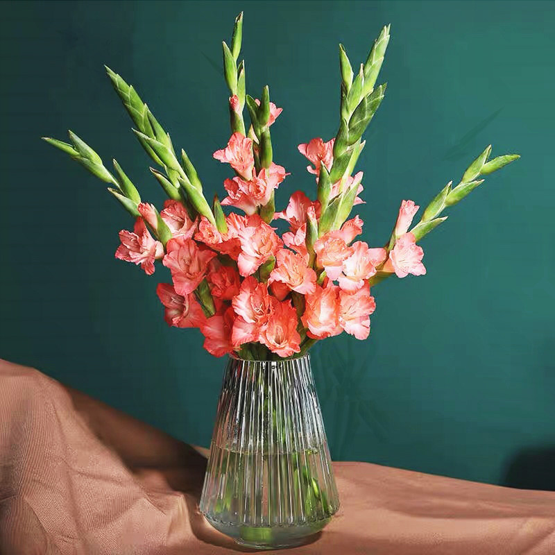 剑兰鲜花唐菖蒲剑兰兰花鲜切花百合花朵水培云南鲜花四季金边剑兰