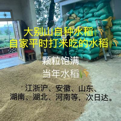 信阳稻谷喂鸡新稻谷农户自种农家稻谷带壳水稻稻子喂鸡鸭鹅鸽子