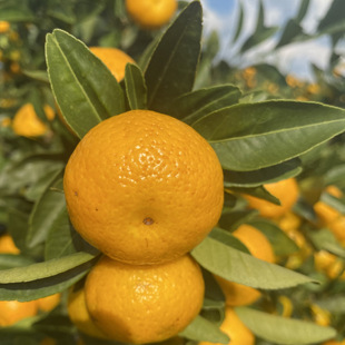 南丰蜜桔江西正宗无核橘子新鲜水果桔子纯甜