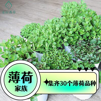 挑选30种薄荷新口味好养清新空气